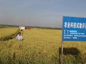 雷州市水稻高产示范基地喜获丰收