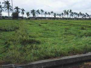 “莎莉嘉”台风灾后雷州农业恢复生产措施