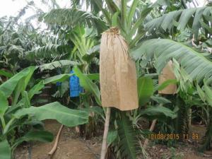 水肥一体化灌溉施肥技术在香蕉推..