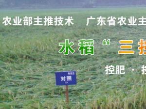 水稻三控施肥技术